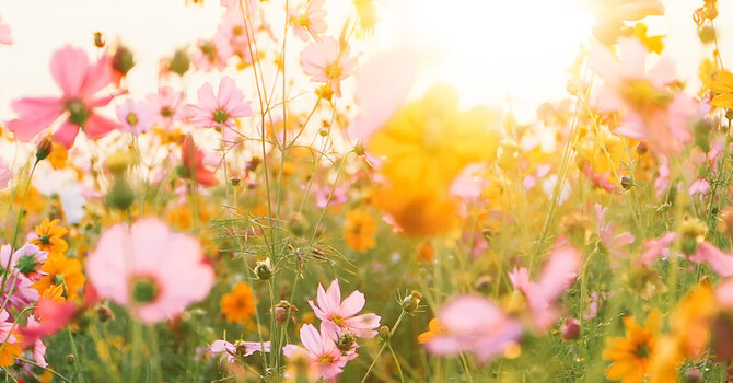 In Search of Allergy Relief image