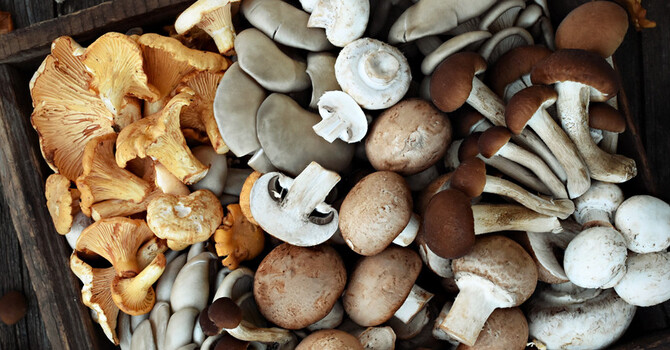 Are Mushrooms a Panacea? image