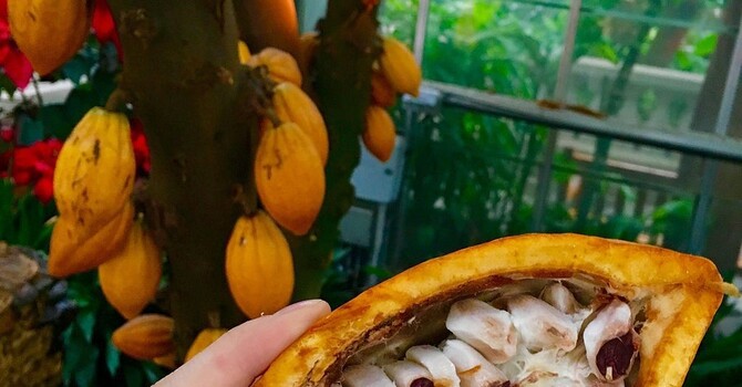 The 4 Awesome Benefits of Chocolate! image