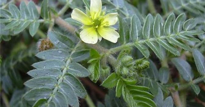 A Men’s Guide to Supplements for Sex & Libido image